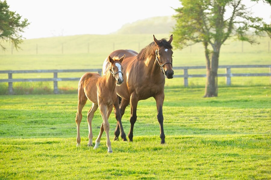 競走馬の能力は親の影響を強く受ける