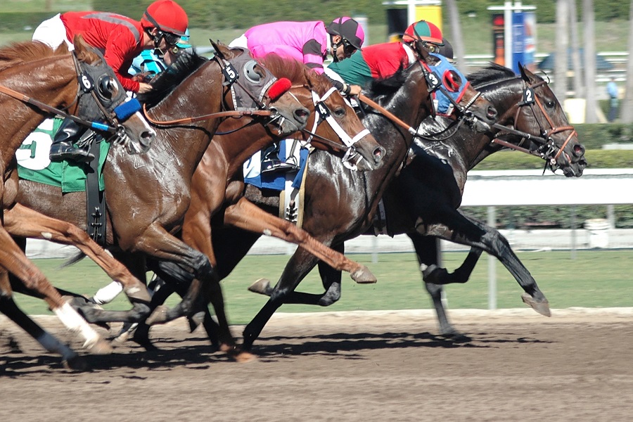 高知競馬場のコース特徴や傾向データを調査！初心者でも勝てる攻略法！