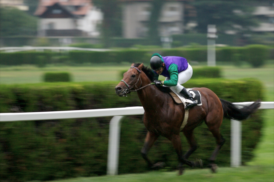 過去10年の優勝馬