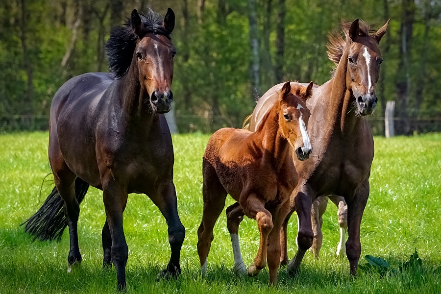 競馬の血統表には勝つための情報が満載！見方やポイントを解説