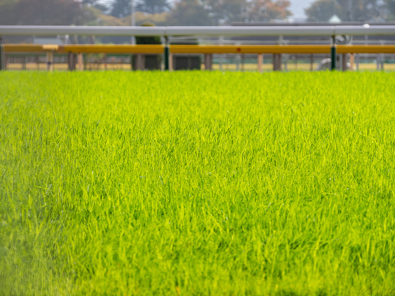 芝コースの特徴