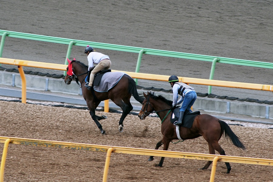 調教欄の読み方すべて教えます！調教で競馬に勝つ方法はあるのか？