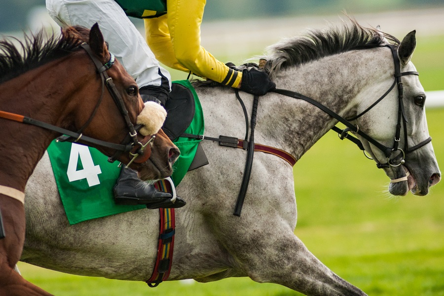 牡馬・牝馬はどちらが強い？競走馬の性別ごとに特徴を分析