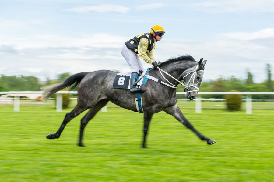 過去10年の優勝馬