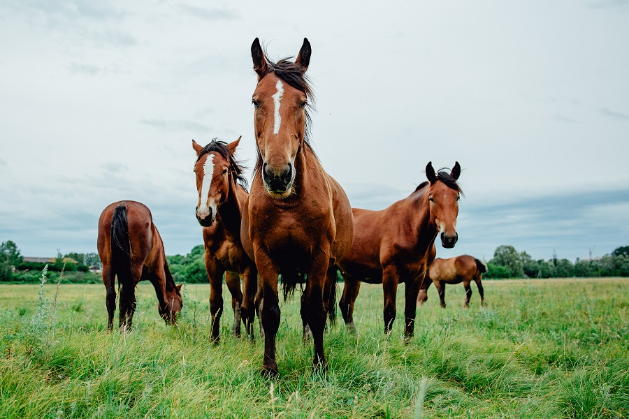 競馬の予想をするには血統が非常に重要！