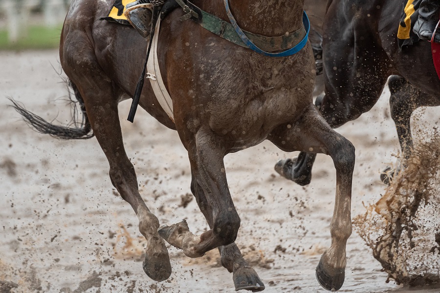 競馬は馬場状態によってレース結果が大きく変わることも