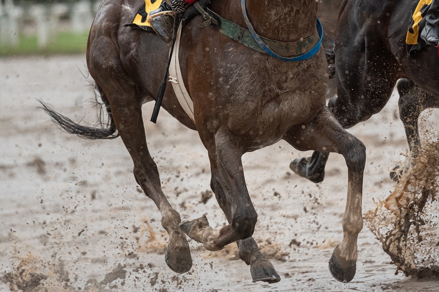 雨の日の競馬は荒れる？その理由と実情を解説