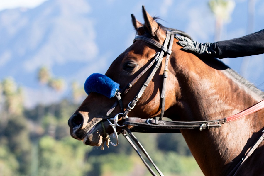 シャドーロールはなぜつける？競馬における効果や意味を解説