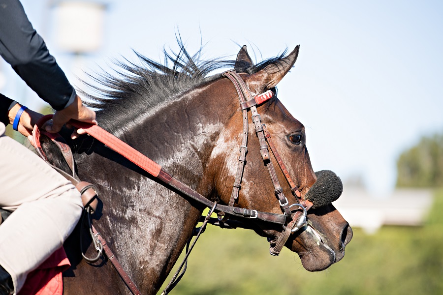 シャドーロールをつけることによる出走馬への良い効果