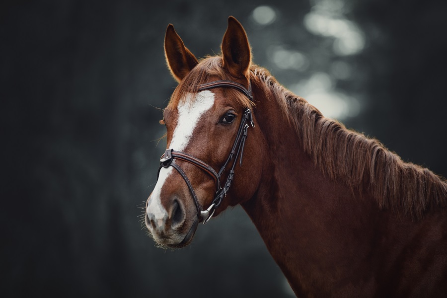 一般的には牡馬が優勢