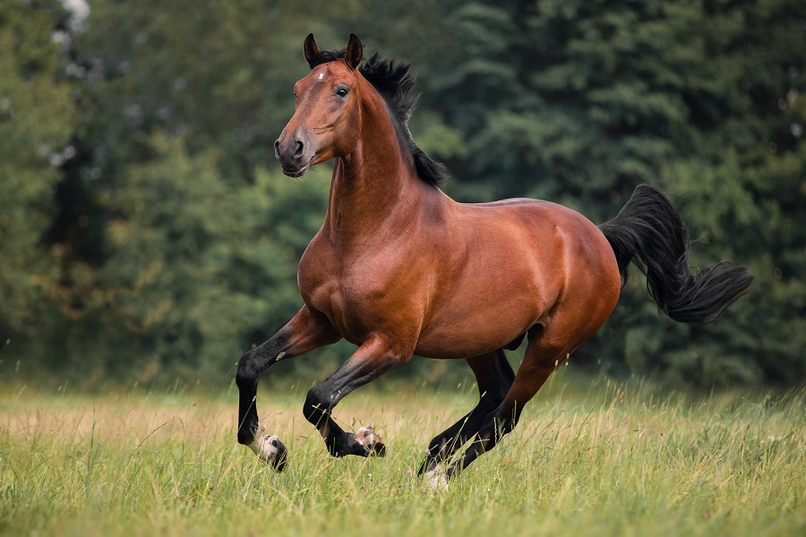 競走馬の性別は3種類 オス メス そして騙馬 センバ の違いを解説 みんなの競馬検証