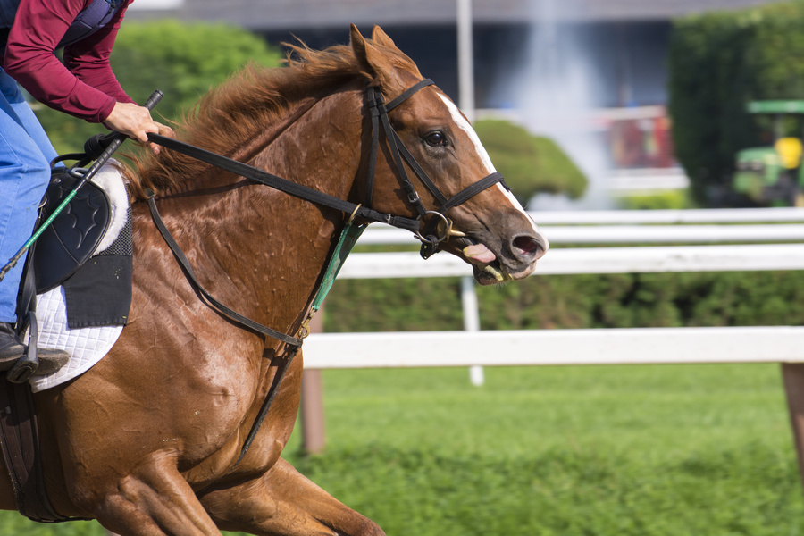 短距離レースで有利な馬