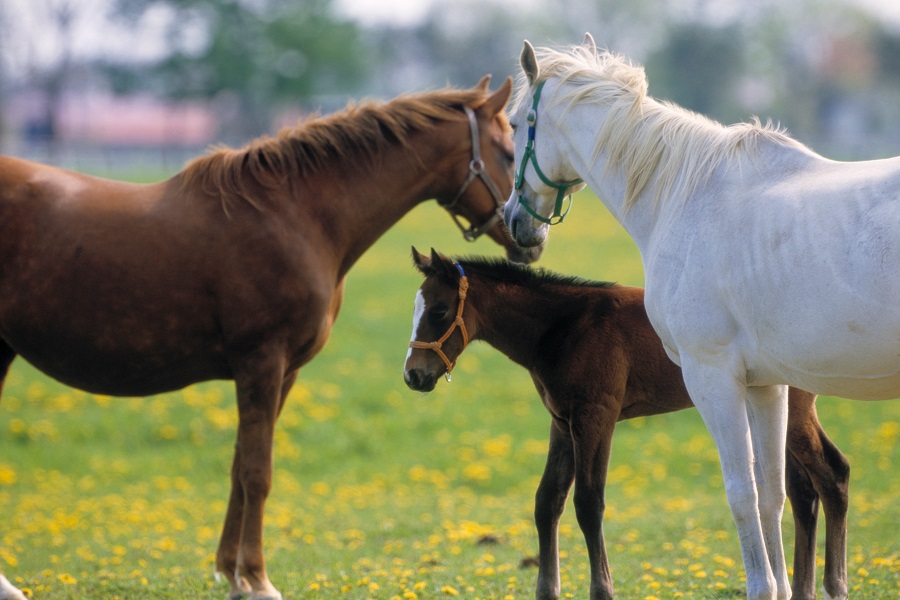 競馬の予想をするには血統が非常に重要！