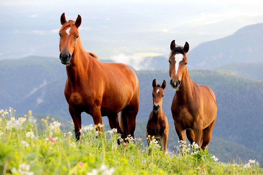 競馬の予想をするには血統が非常に重要！