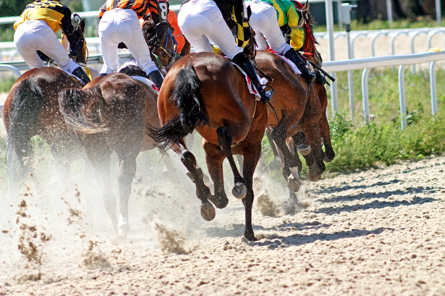 地方競馬の初心者が知っておくべき予想材料