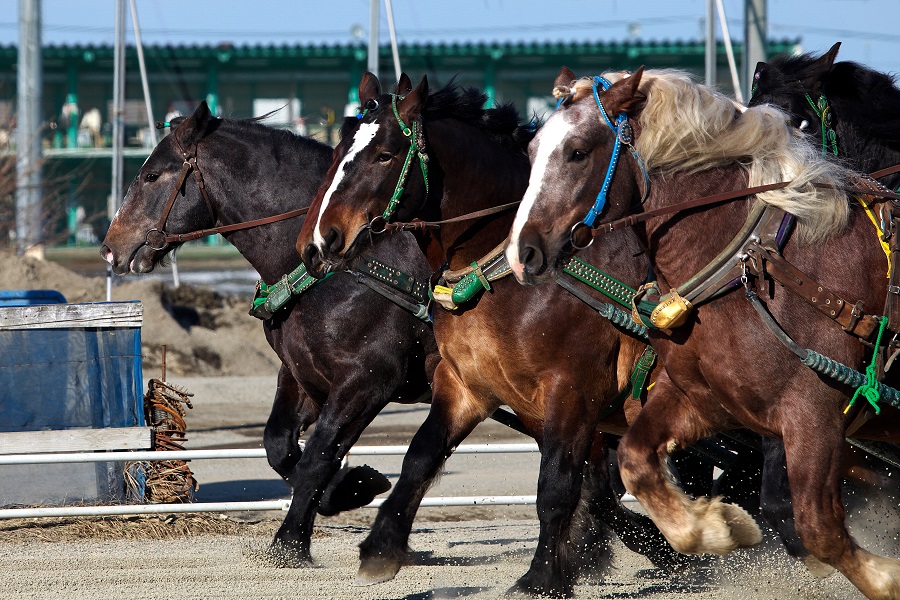 ばんえい競馬の予想方法