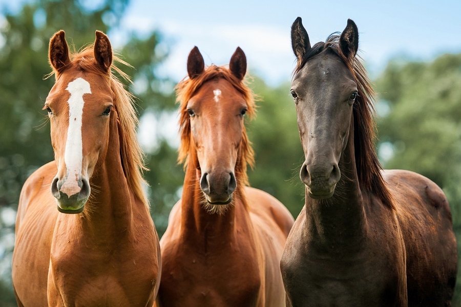 競馬の予想をするには血統が非常に重要！