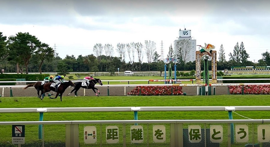 新潟競馬場