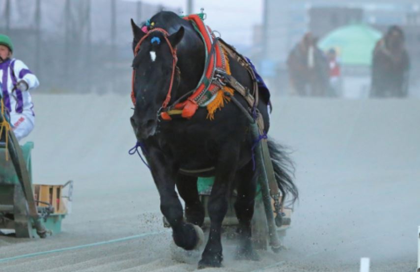 ばんえい史上最強馬「オレノココロ」