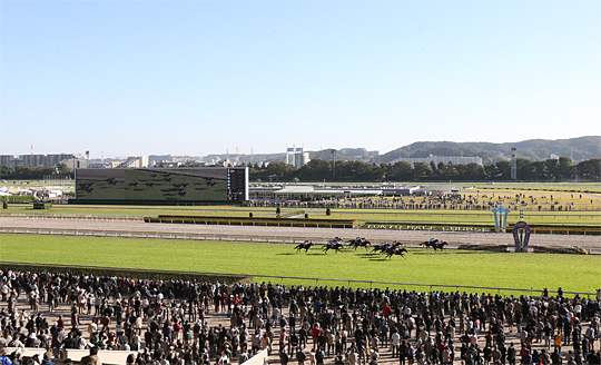 東京競馬場