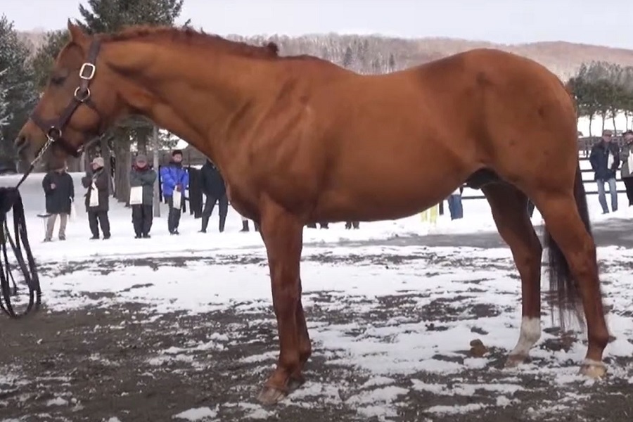 サウスヴィグラス産駒とは？特徴や代表的な競走馬を紹介！