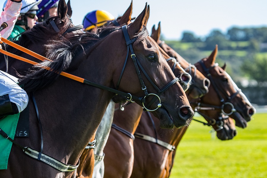 ユニークな名前の競走馬も多い！面白い競走馬名10選