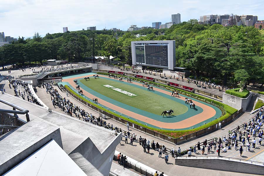 東京競馬場のコース特徴や傾向データを調査！初心者でも勝てる攻略法！