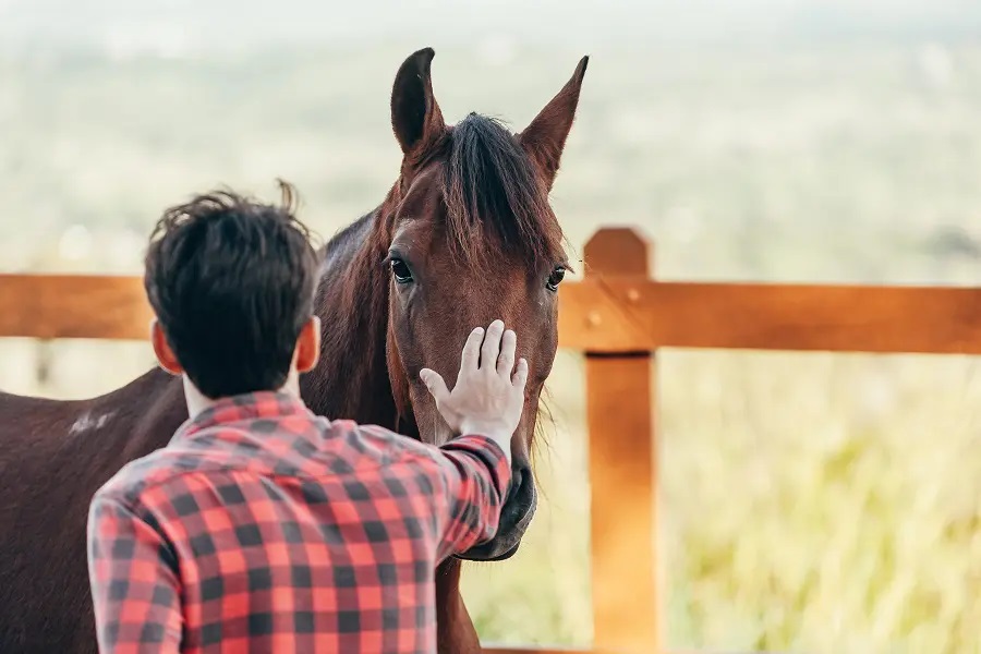 競走馬の名前は馬主で決まる？珍名に定評のある馬主の特徴