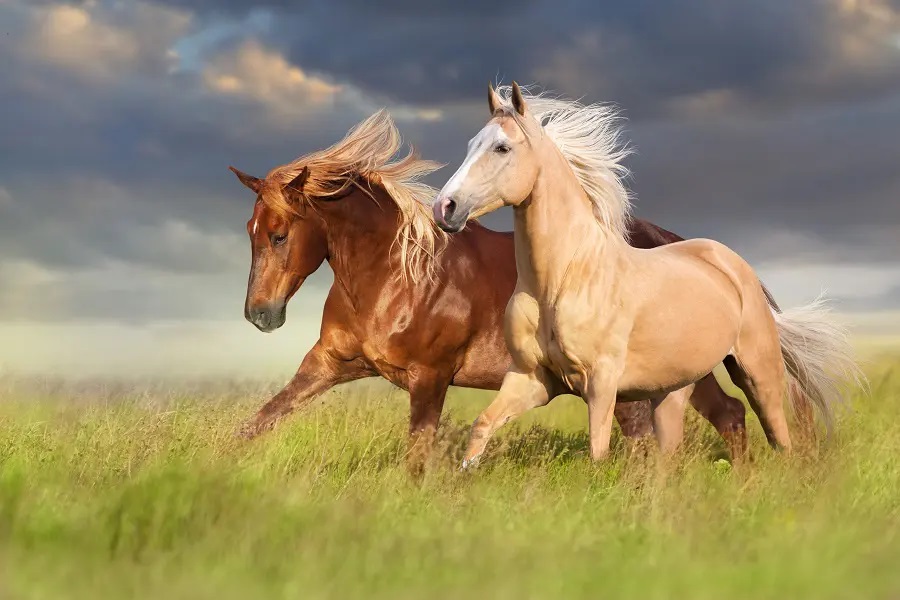 競馬の予想をするには血統が非常に重要！