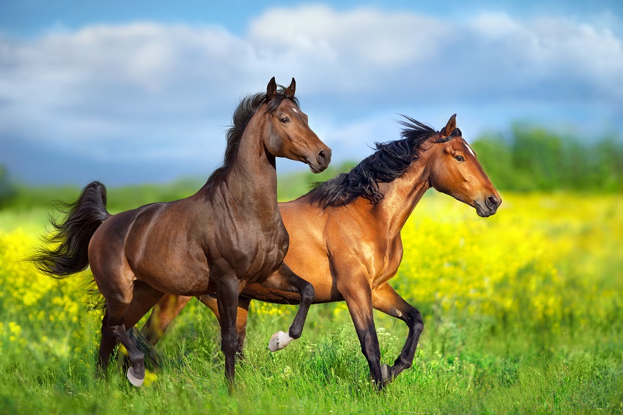 競馬は血統がとても重要！ニックスと黄金配合について徹底解説！