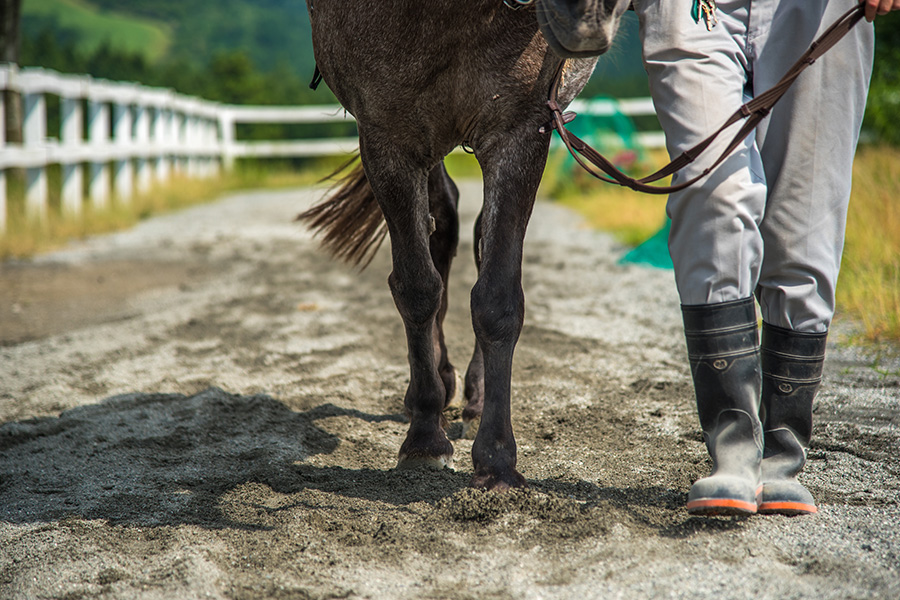 馬主は儲からないって本当？馬主になるための年収や条件について徹底解説